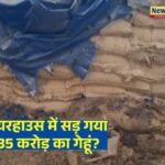 MP के वेयर हाउस में खराब हुआ 35 करोड़ का गेहूं? जांच रिपोर्ट के बाद होगा फैसला